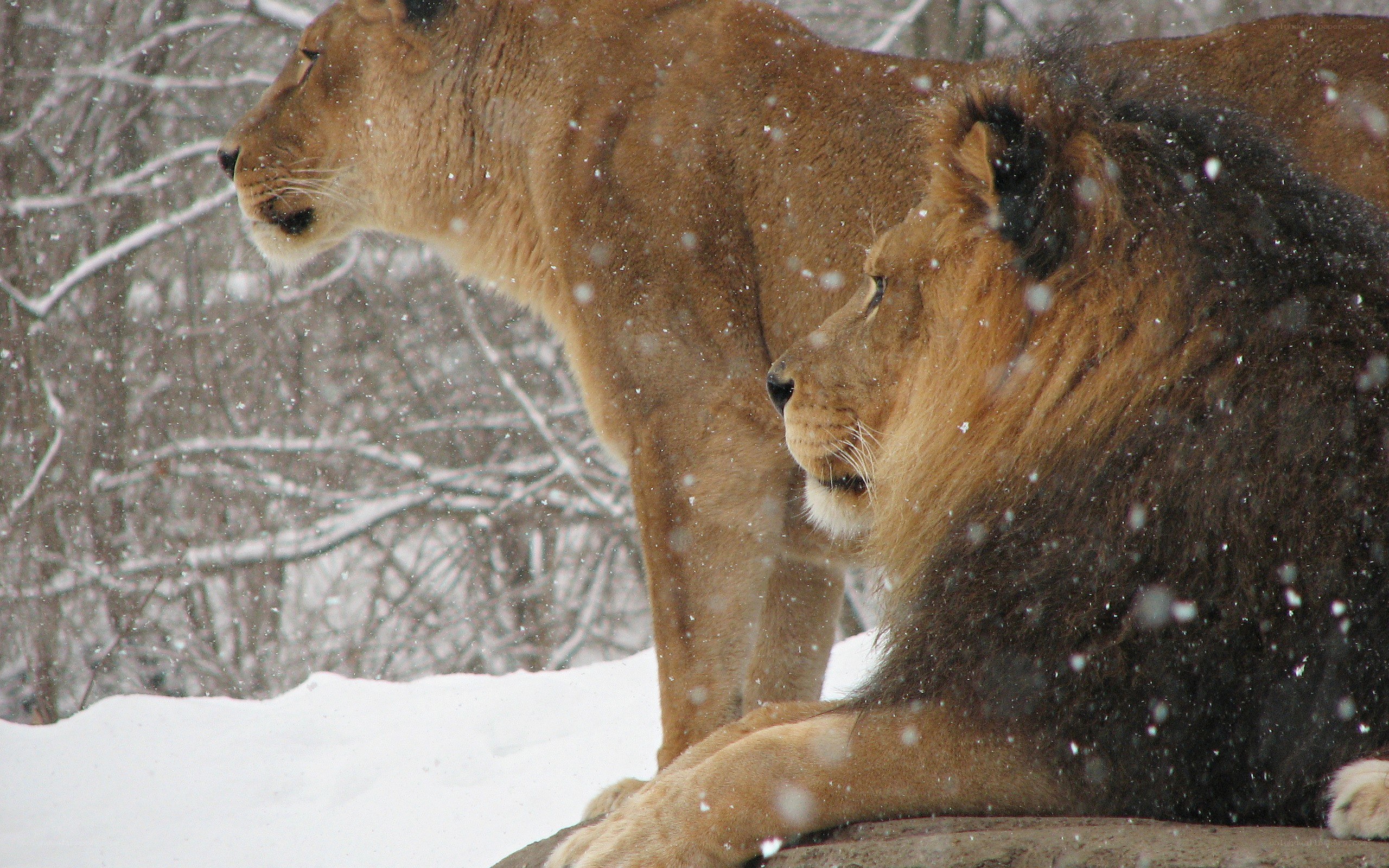 Lions in the snow