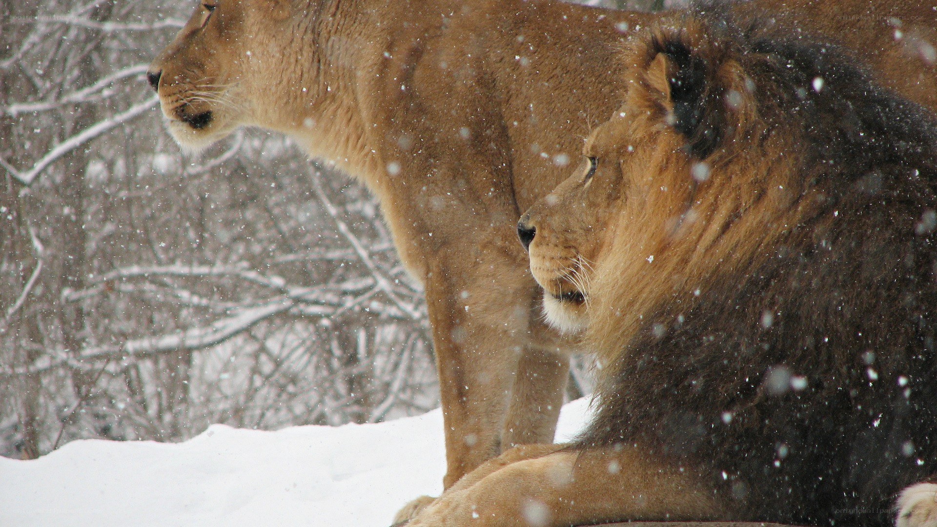 Lions in the snow