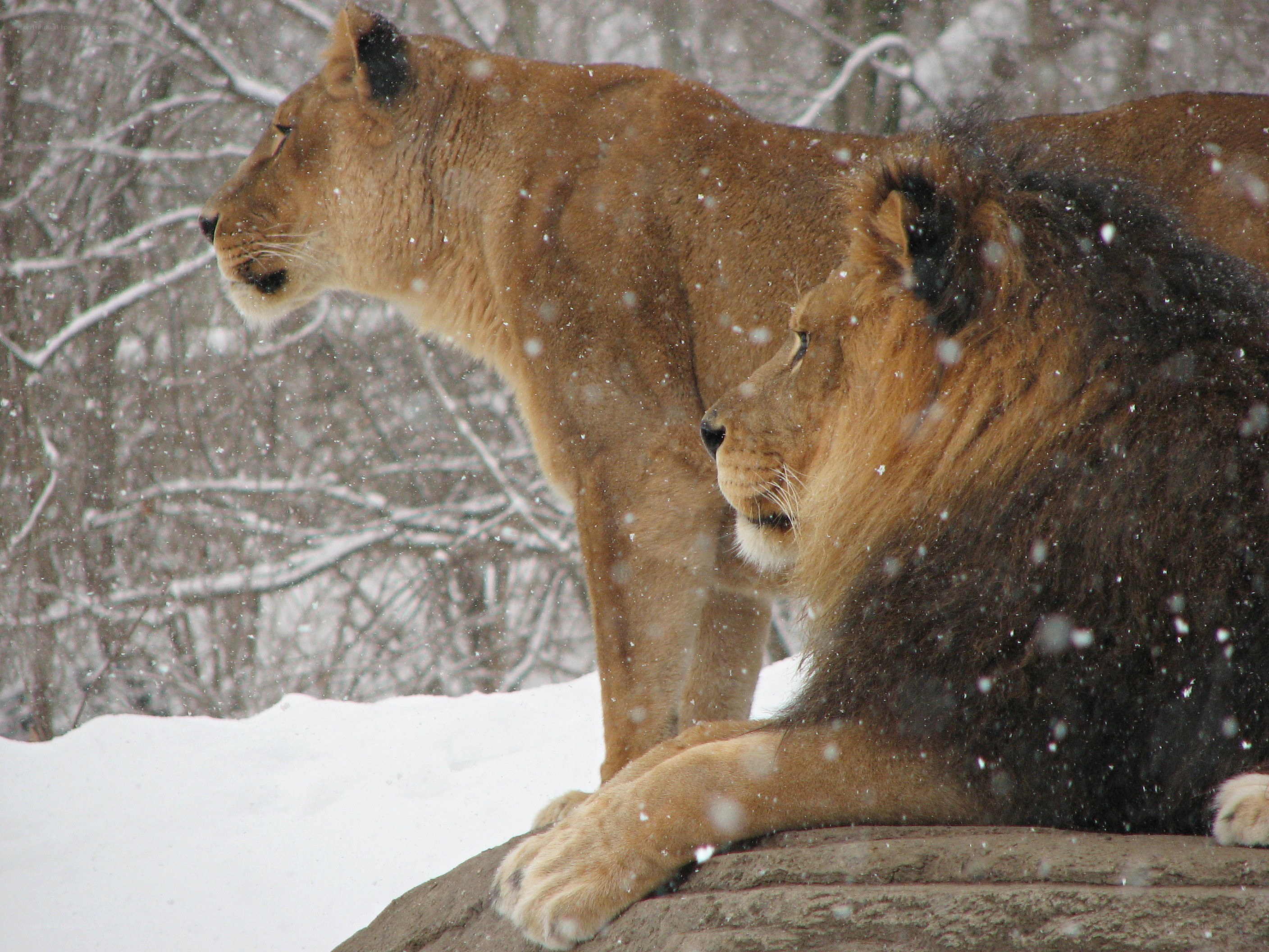 Lions in the snow