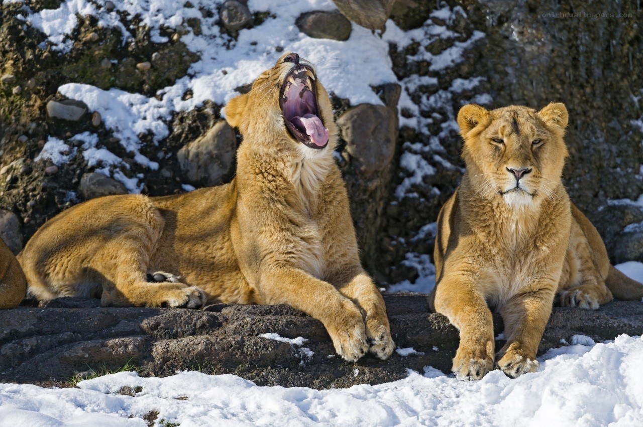 Lions in the snow