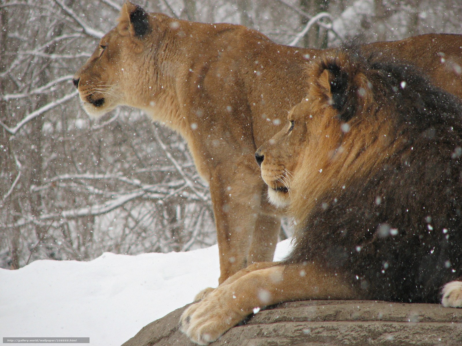 Lions in the snow