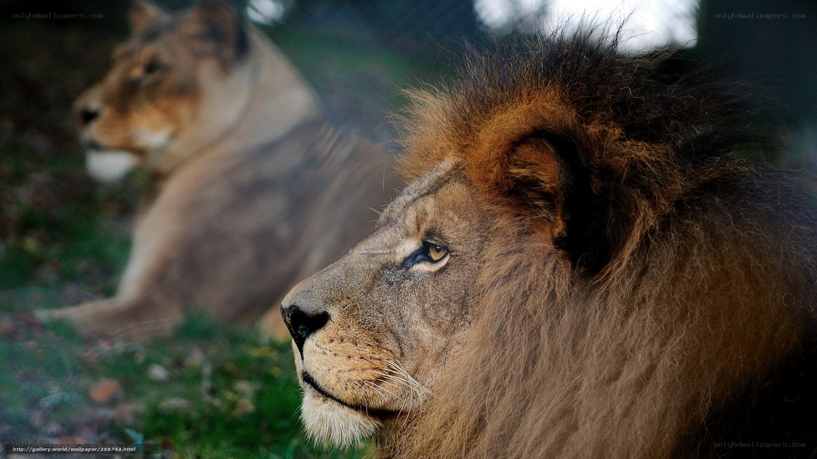Lions in the wild