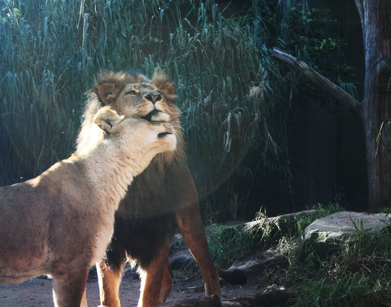 Lions interacting in enclosure