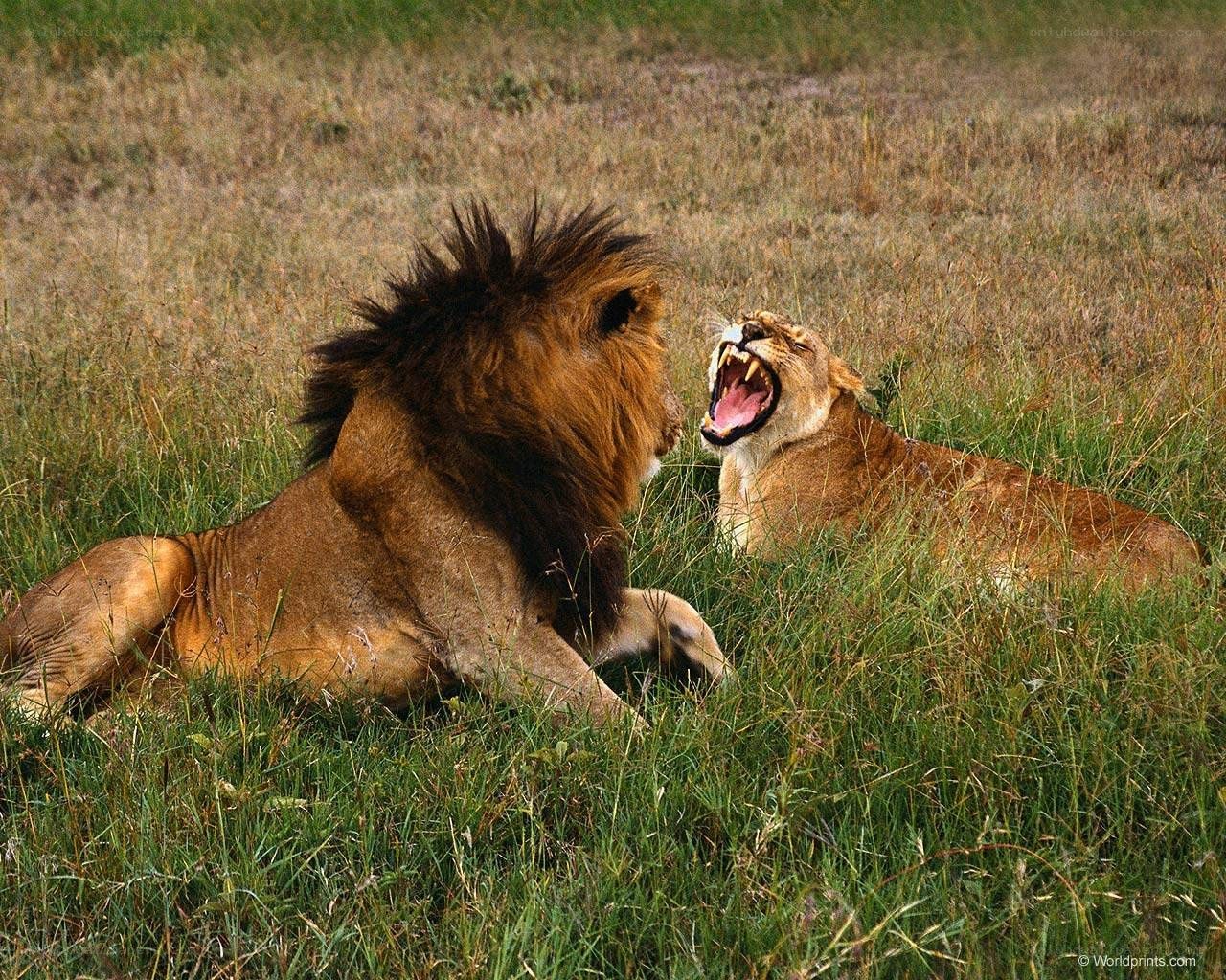 Lions interacting in grassland