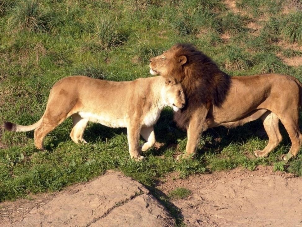Lions interacting in grassy area