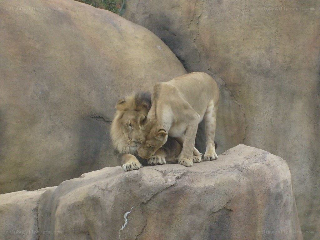 Lions interacting on a rock