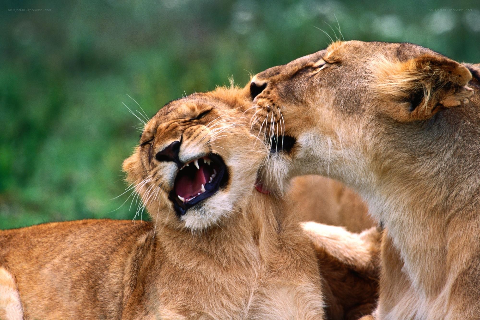 Lions interacting playfully