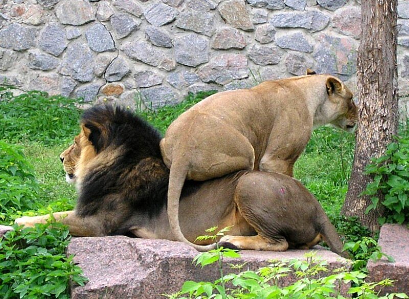 Lions mating in enclosure