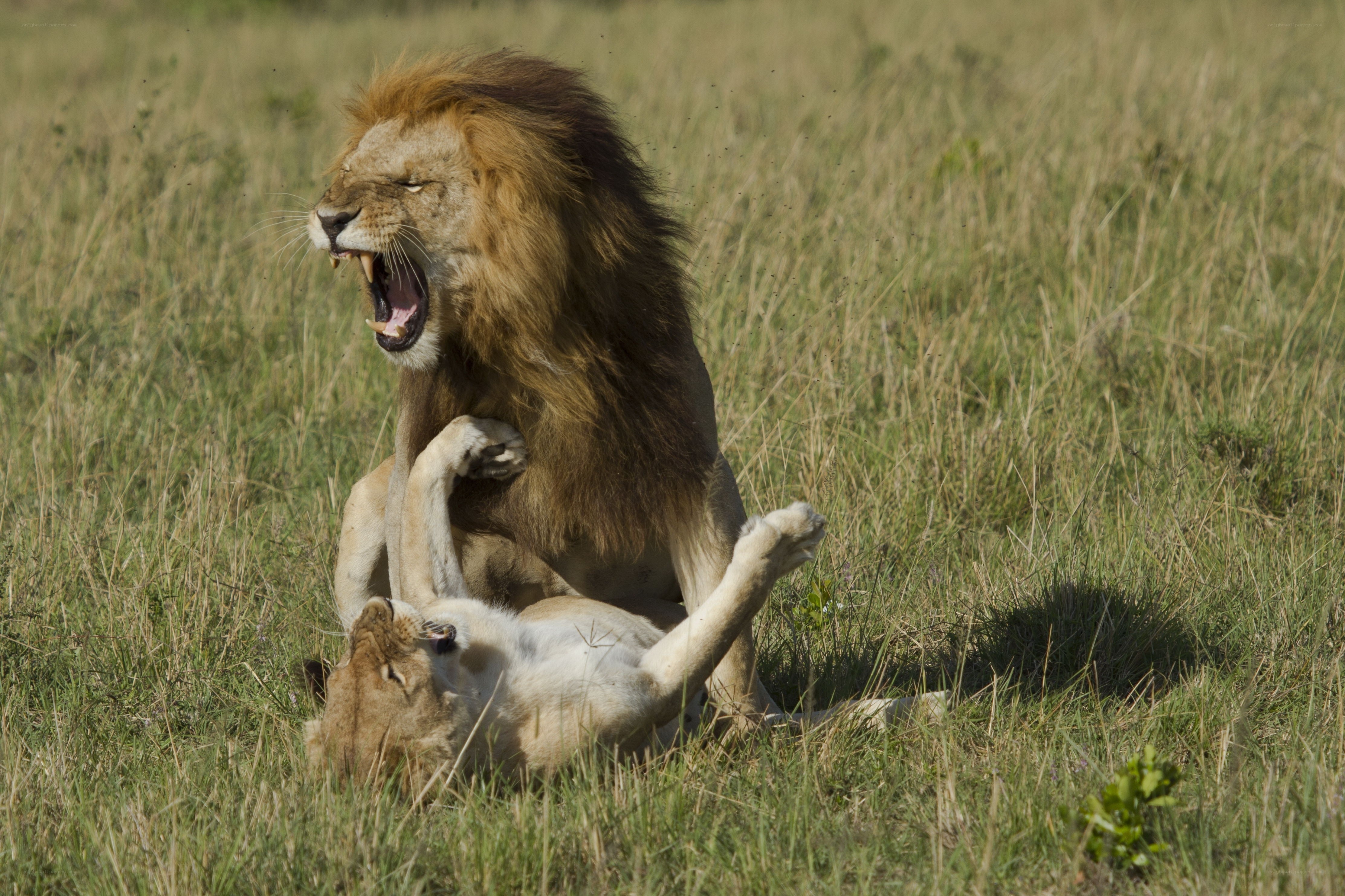 Lions mating in grassland