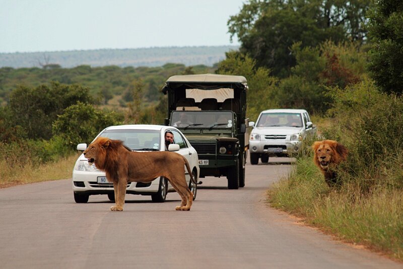 Lions on a safari road