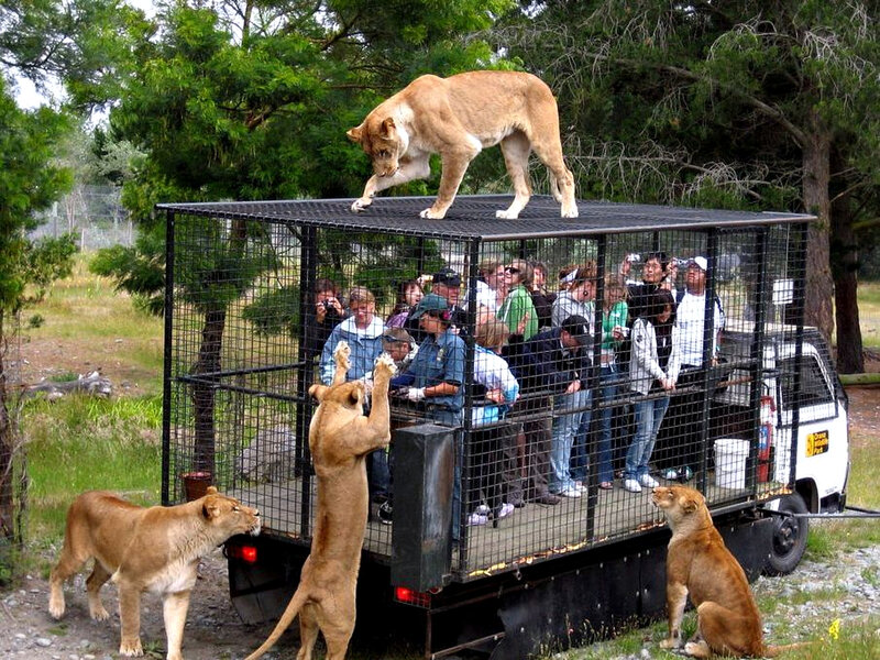Lions on a Truck