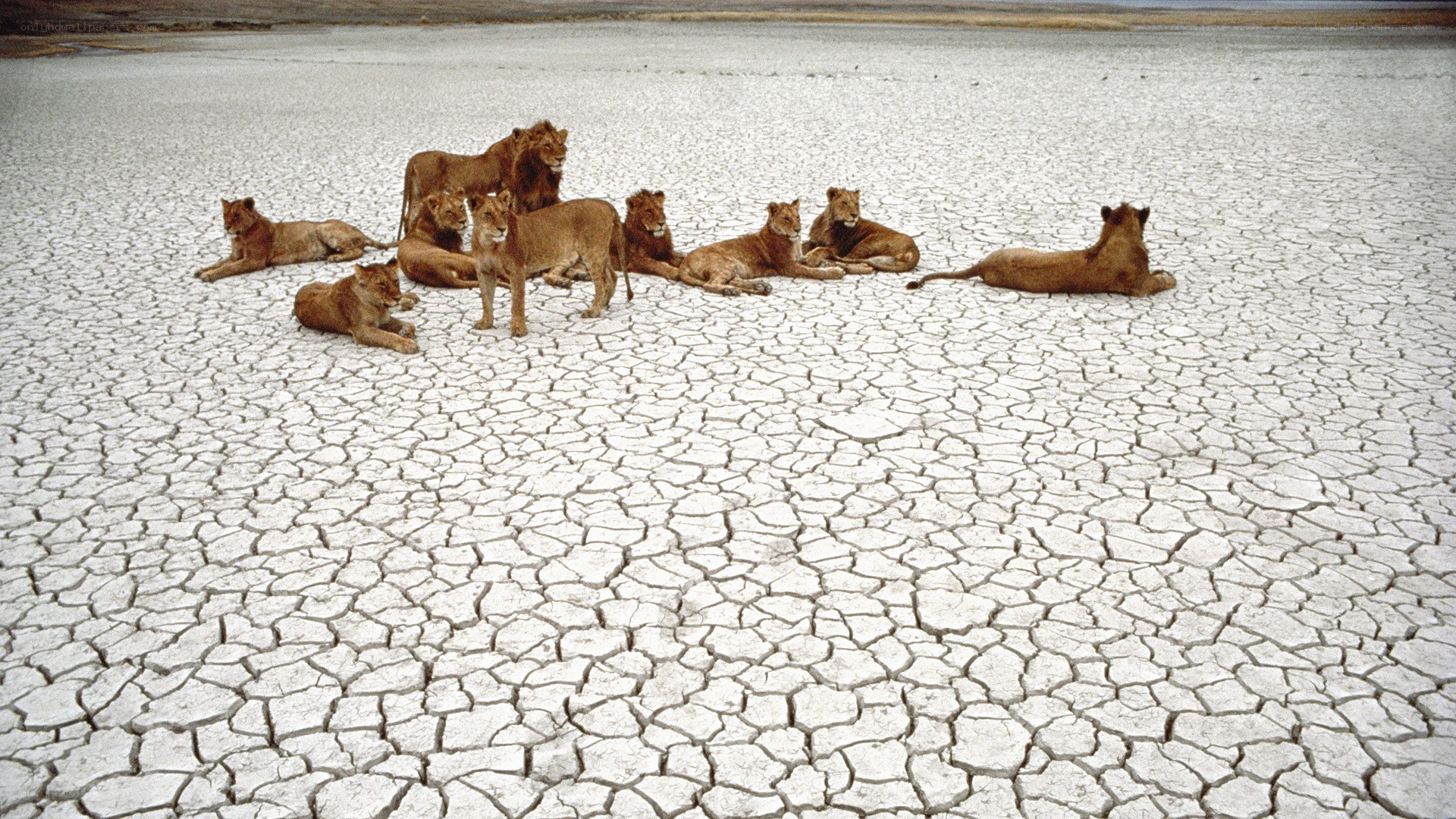 Lions on cracked earth