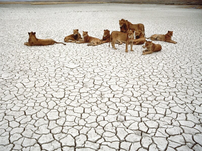 Lions on cracked earth