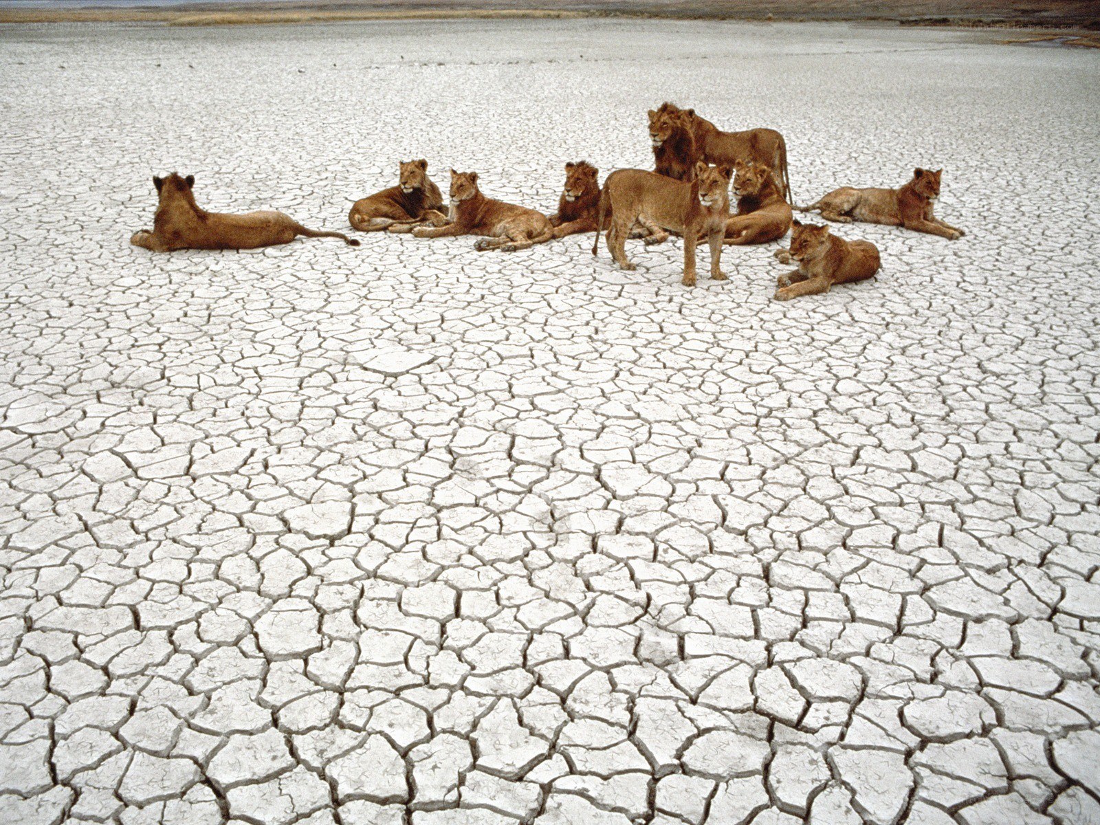 Lions on cracked earth