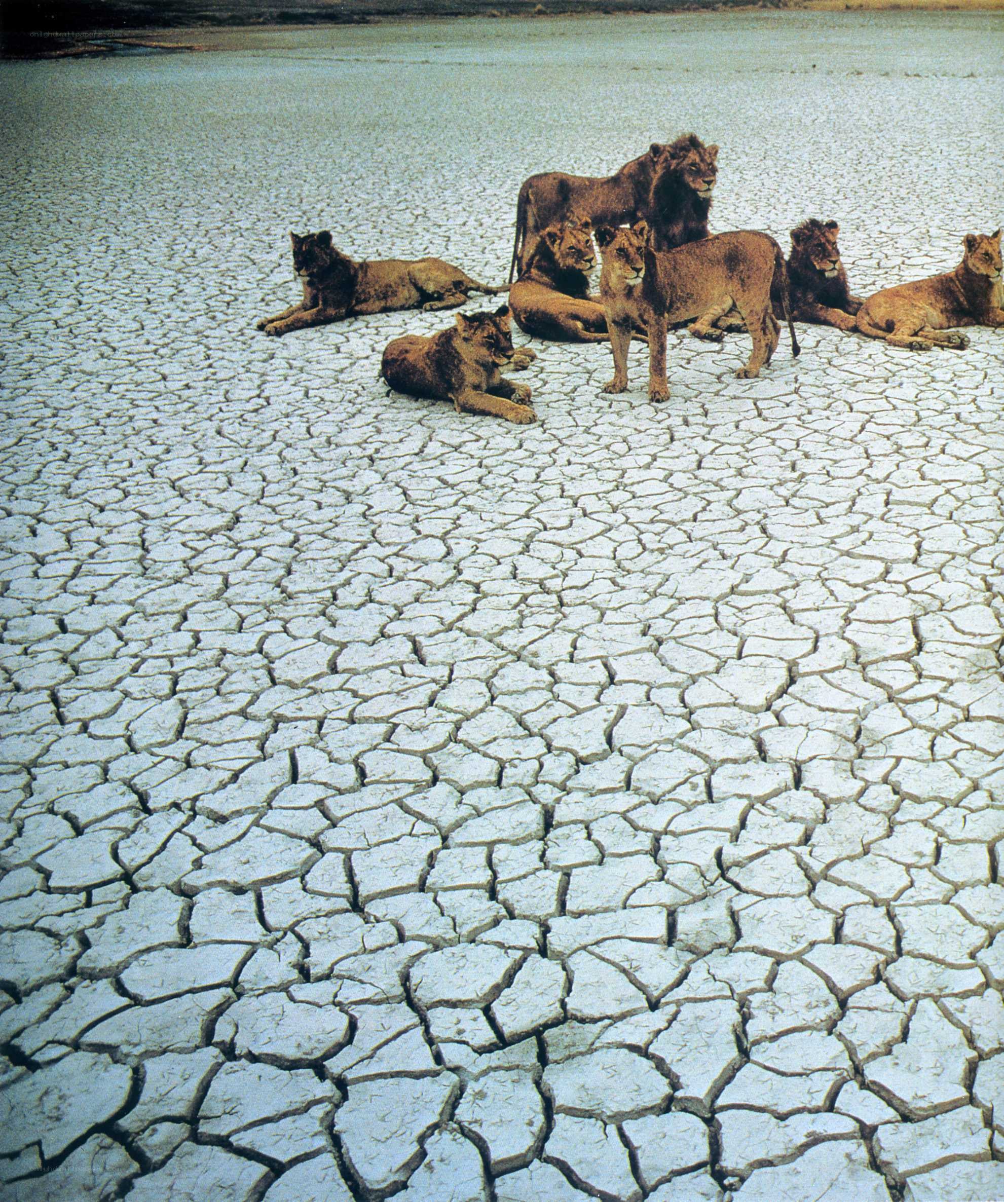 Lions on cracked earth