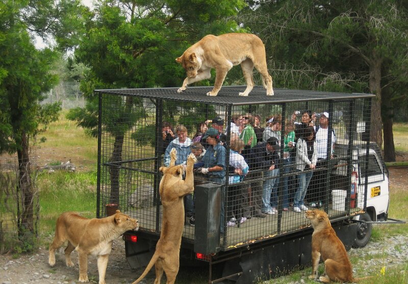 Lions on Truck