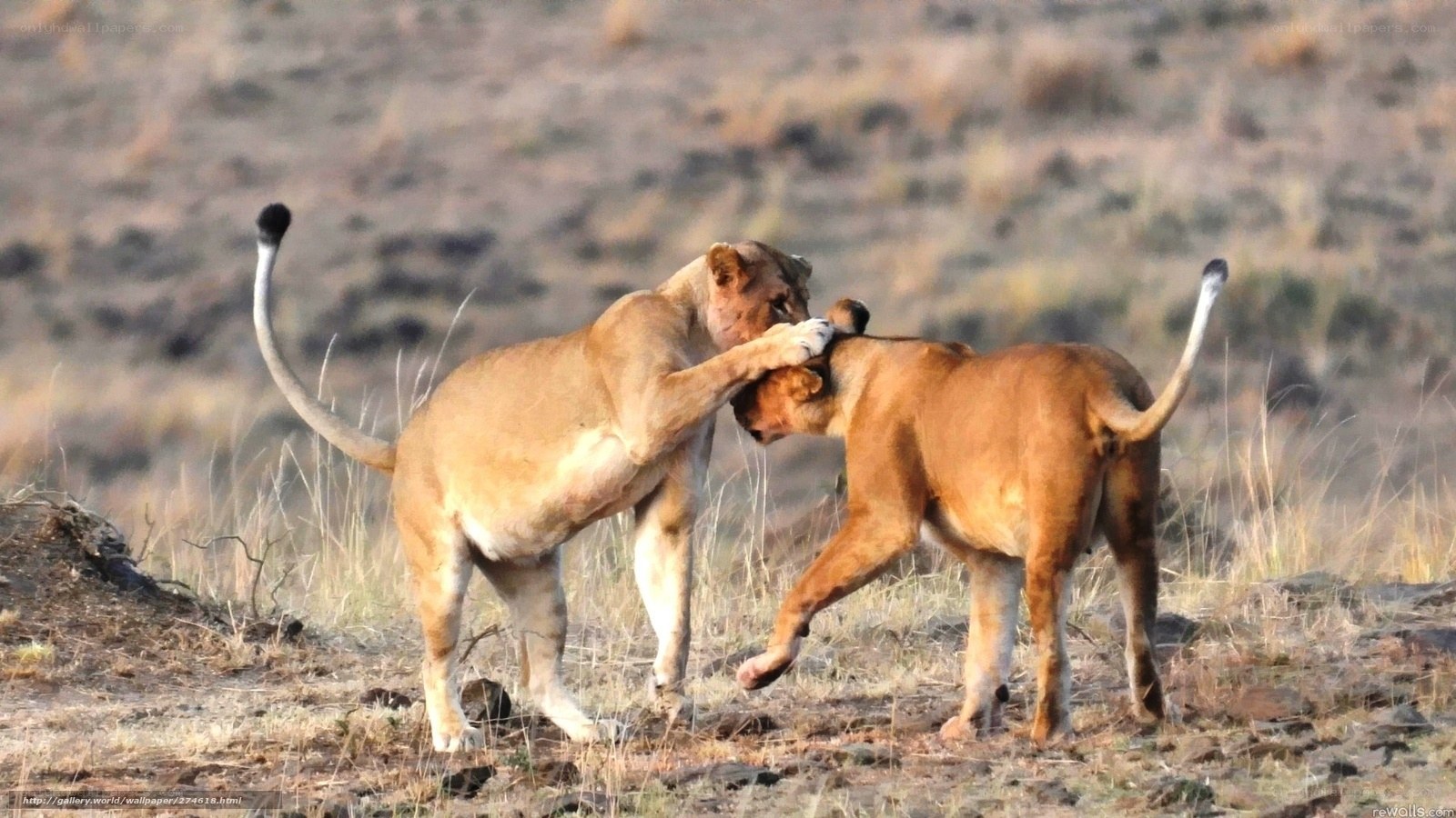 Lions playing in savanna