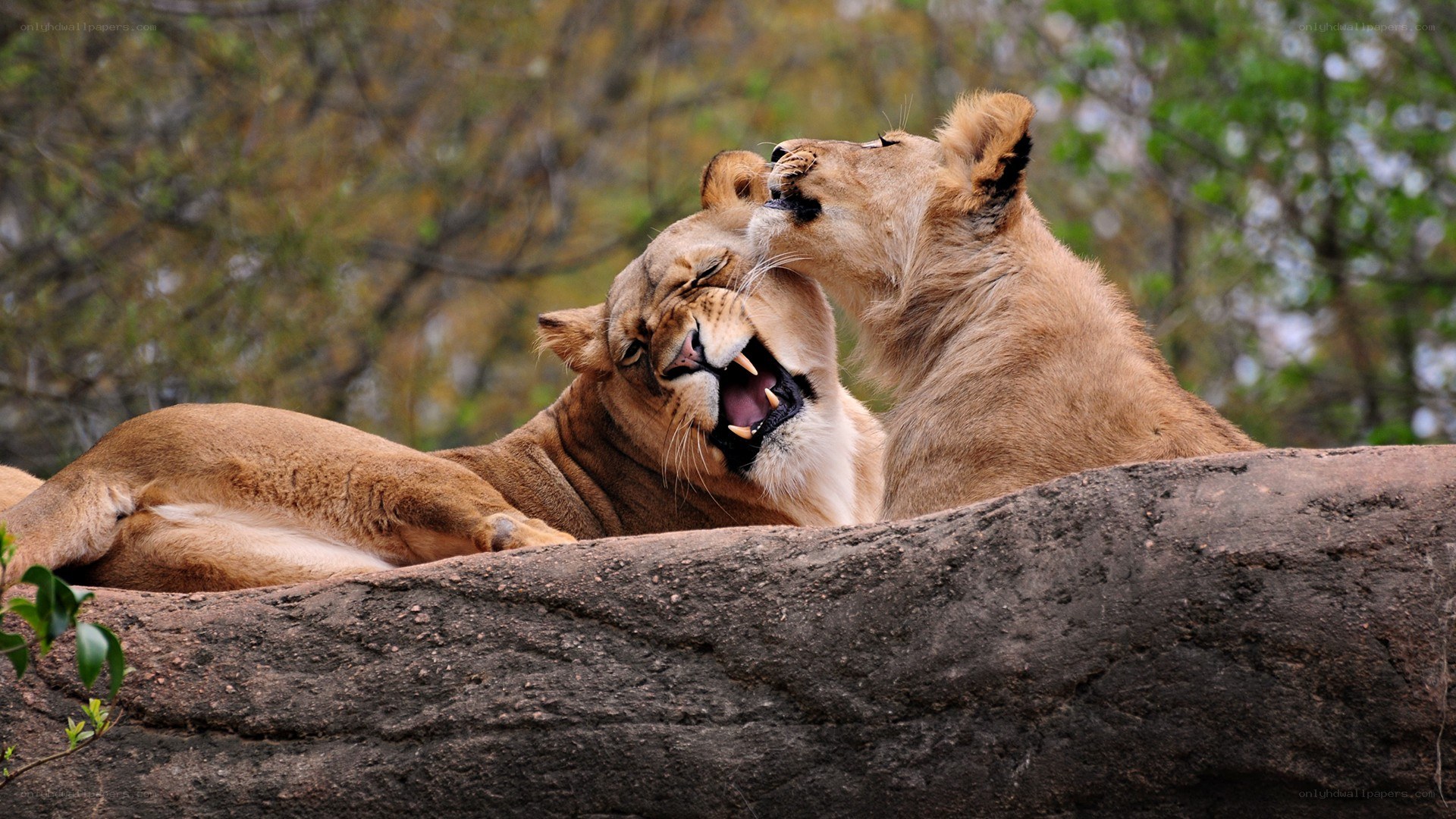 Lions playing on a rock