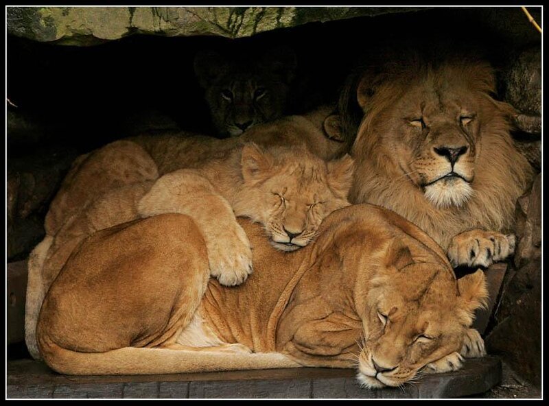Lions resting in a den