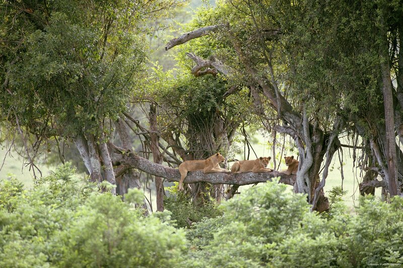 Lions resting in a tree