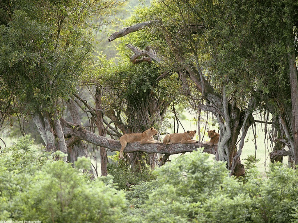 Lions resting in a tree