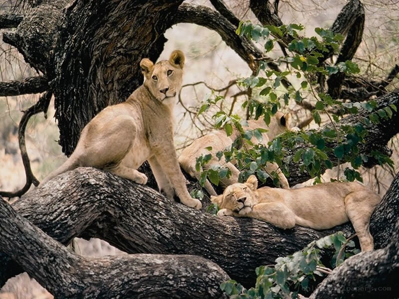 Lions resting in a tree