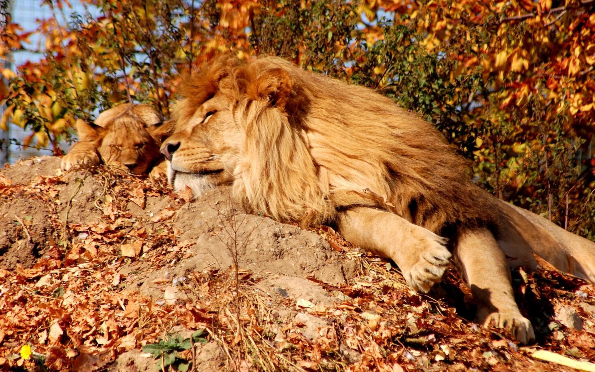 Lions resting in autumn