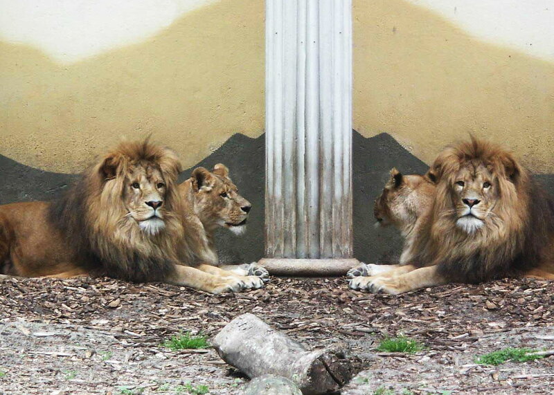 Lions resting in enclosure