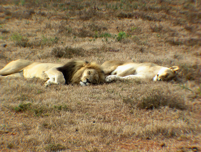 Lions resting in grass