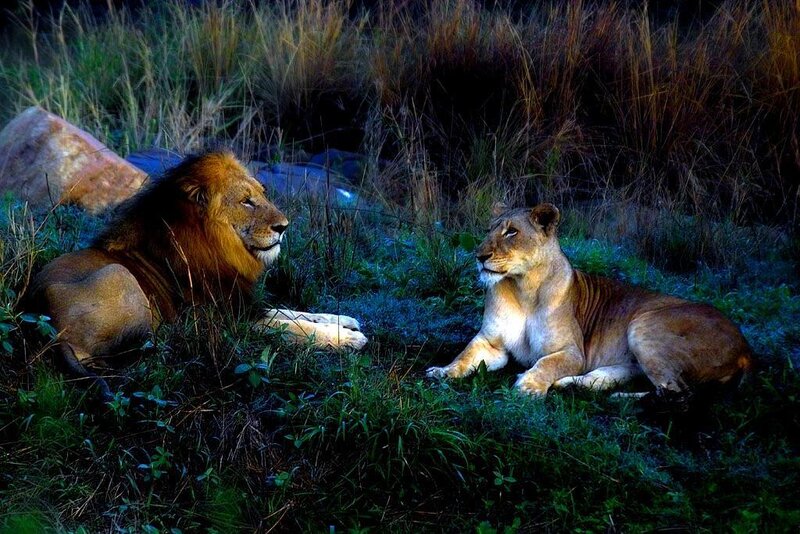 Lions resting in grass
