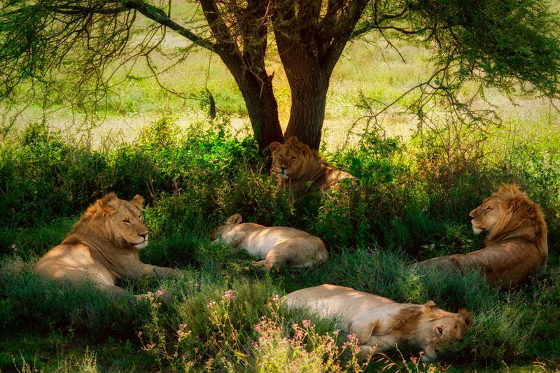 Lions Resting in Grass — Green