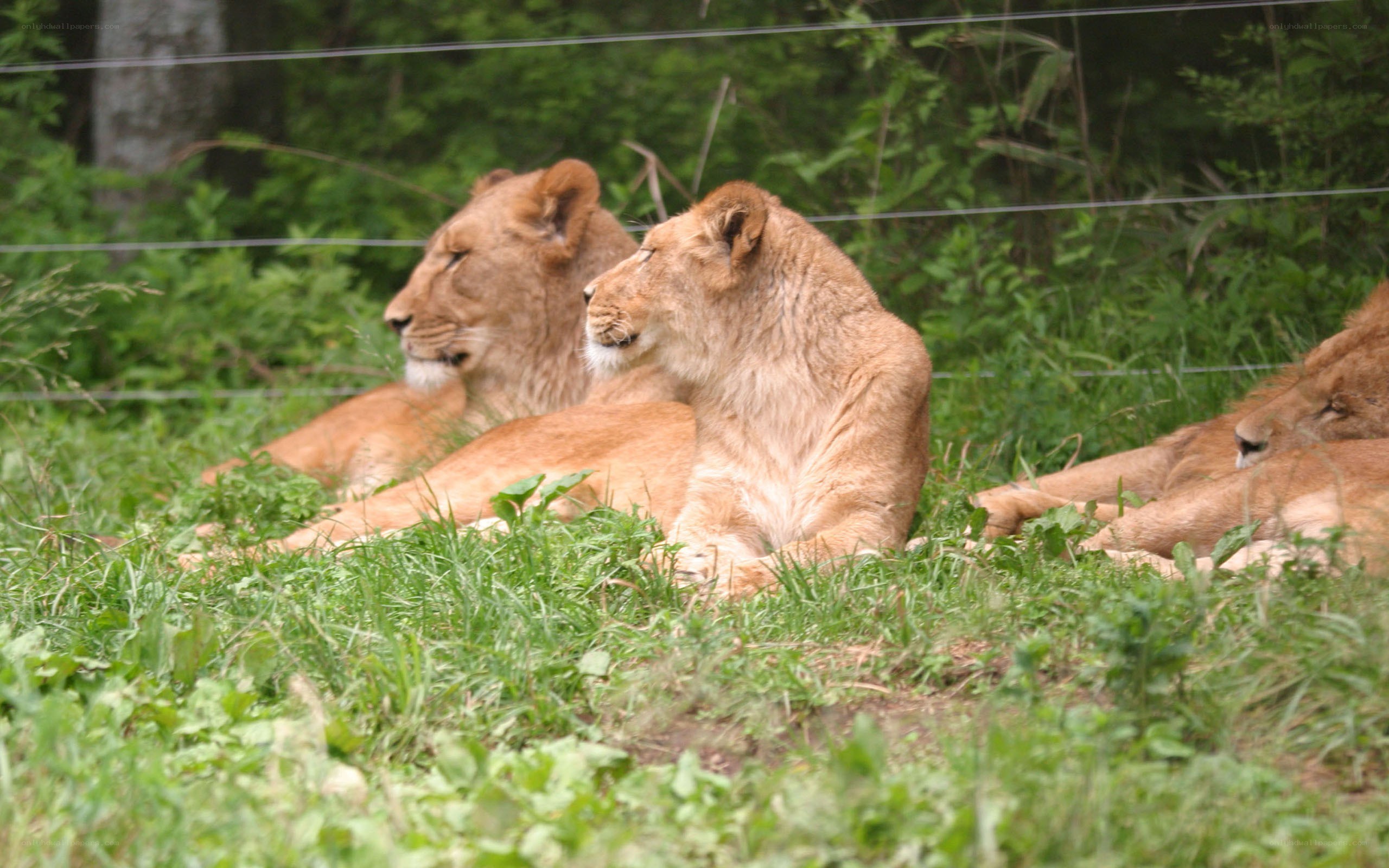 Lions resting in grass