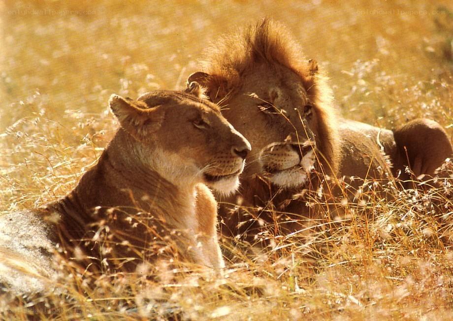 Lions resting in tall grass