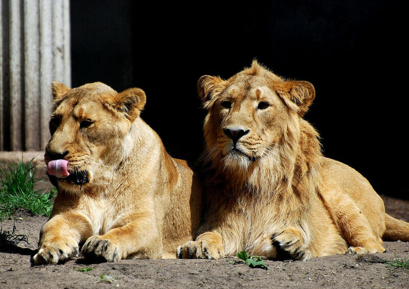 Lions resting in the sun