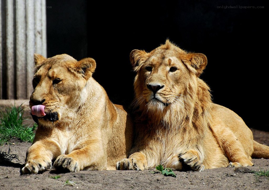 Lions resting in the sun