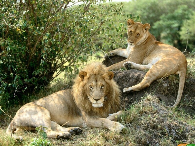 Lions resting in the wild