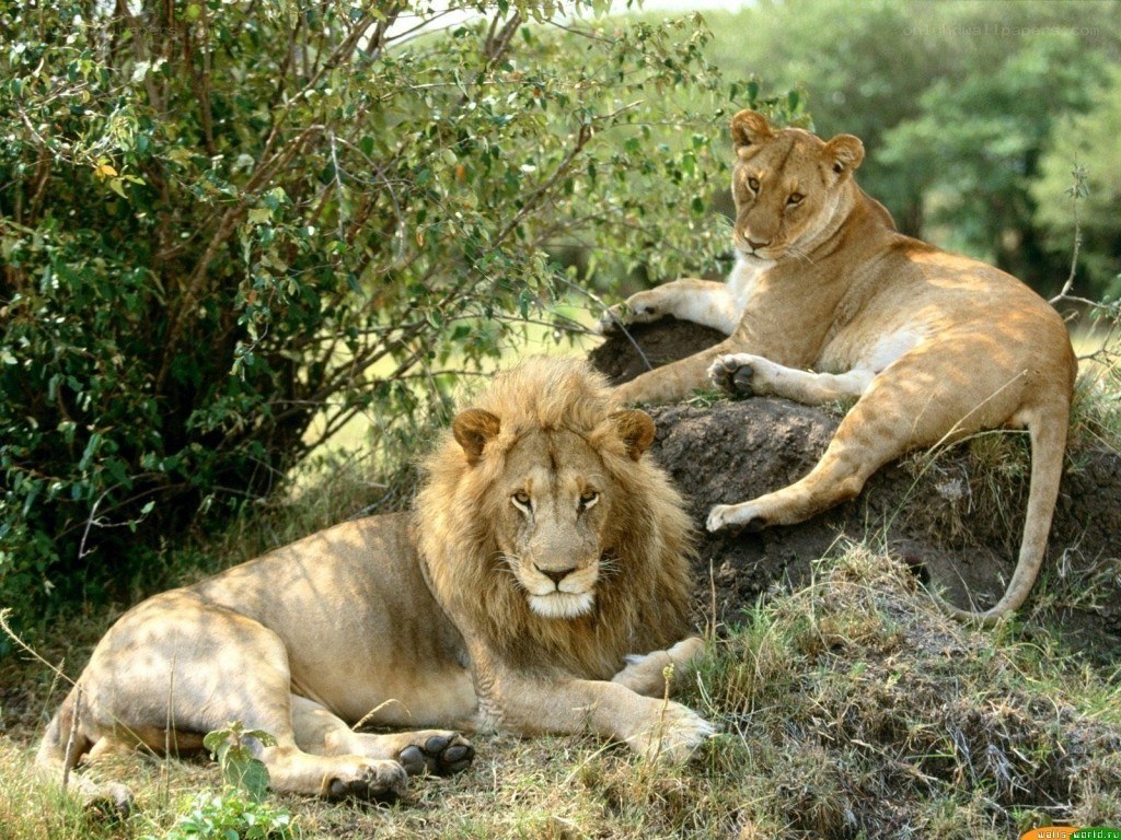 Lions resting in the wild