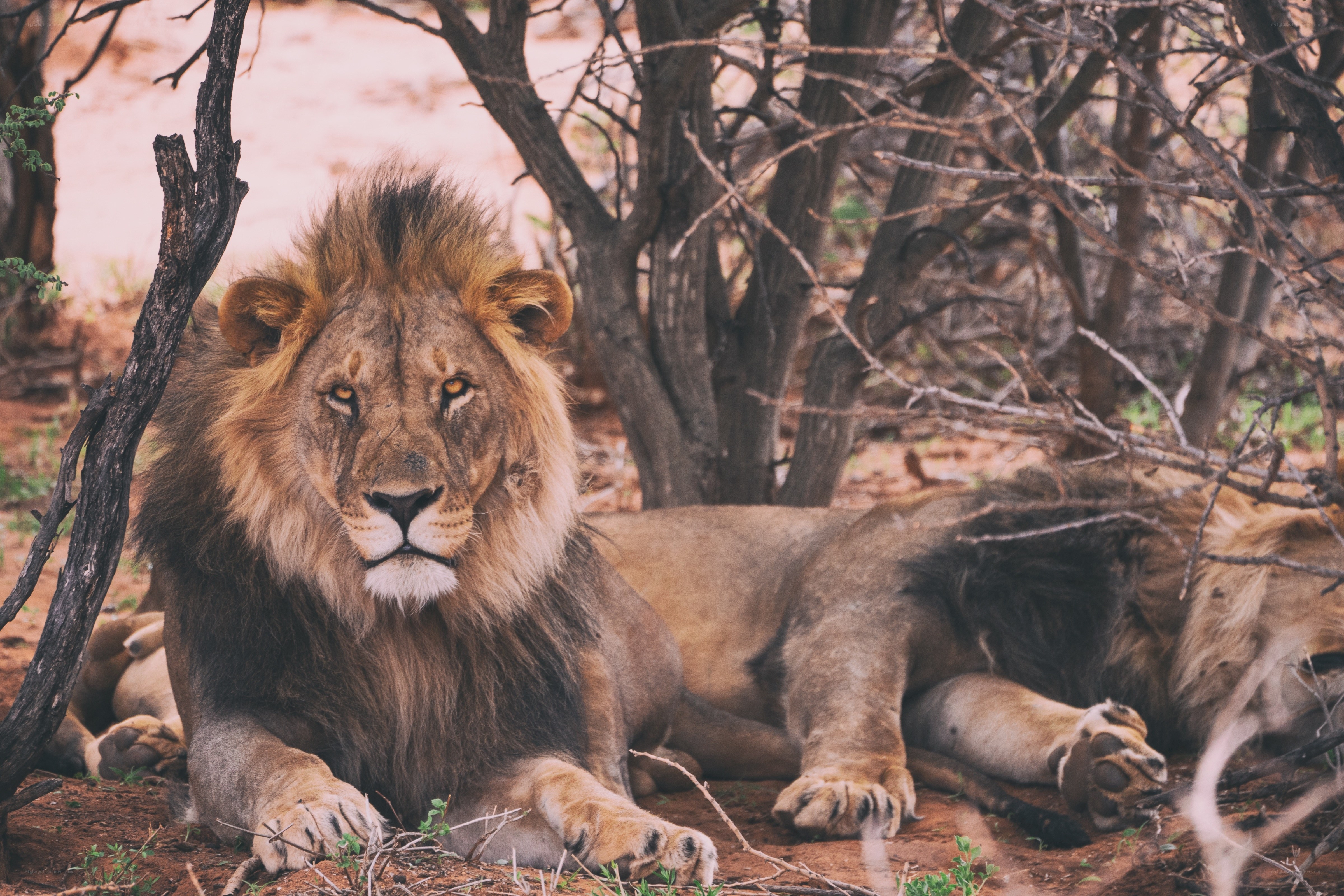 Lions resting in the wild