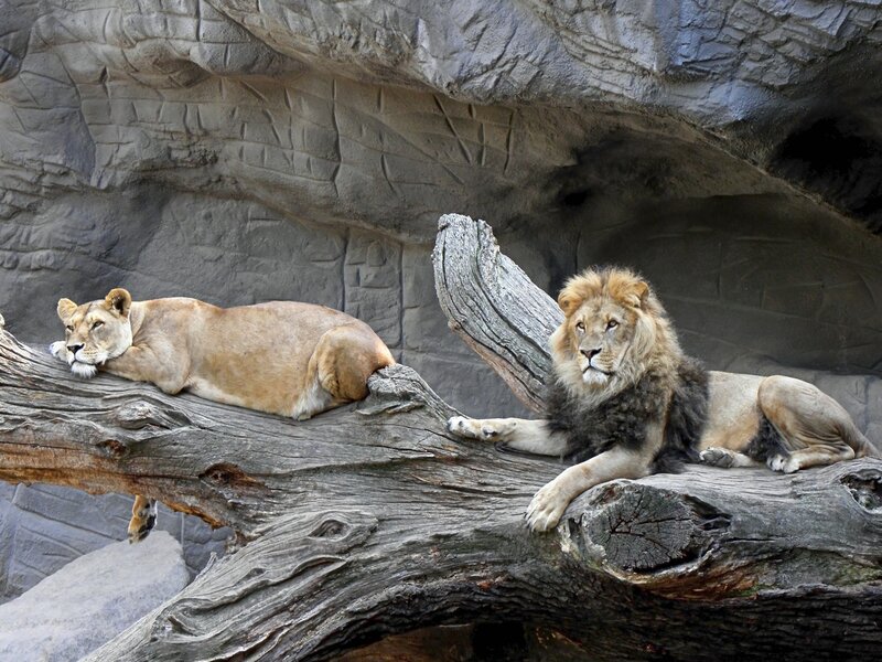 Lions resting on a log