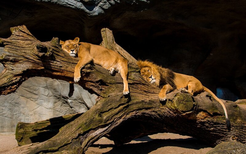 Lions resting on a log