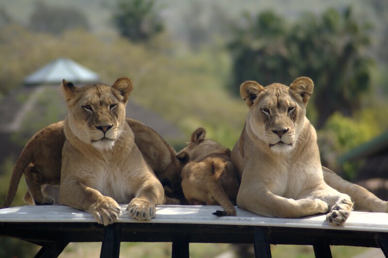 Lions resting on a platform