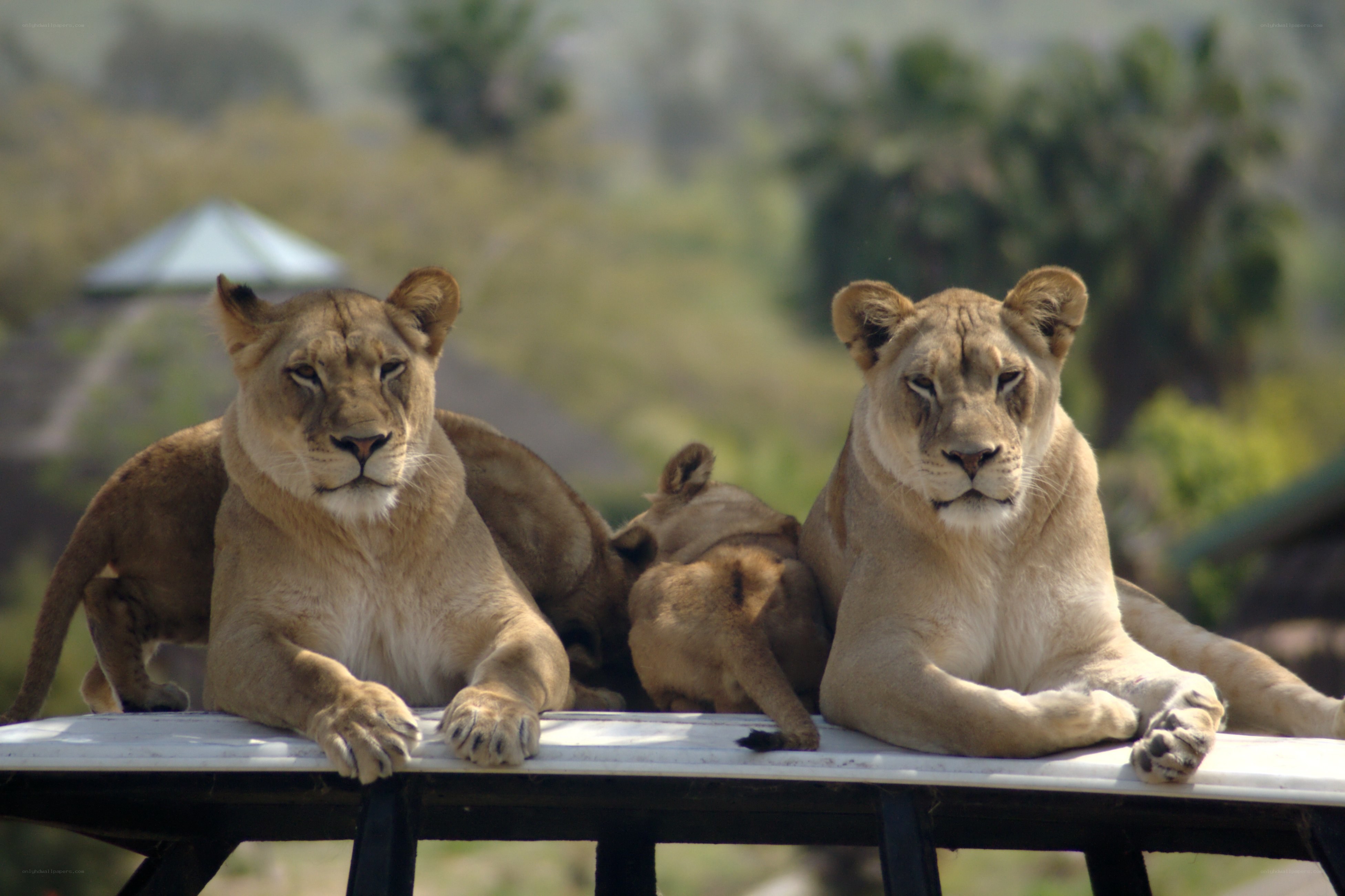 Lions resting on a platform