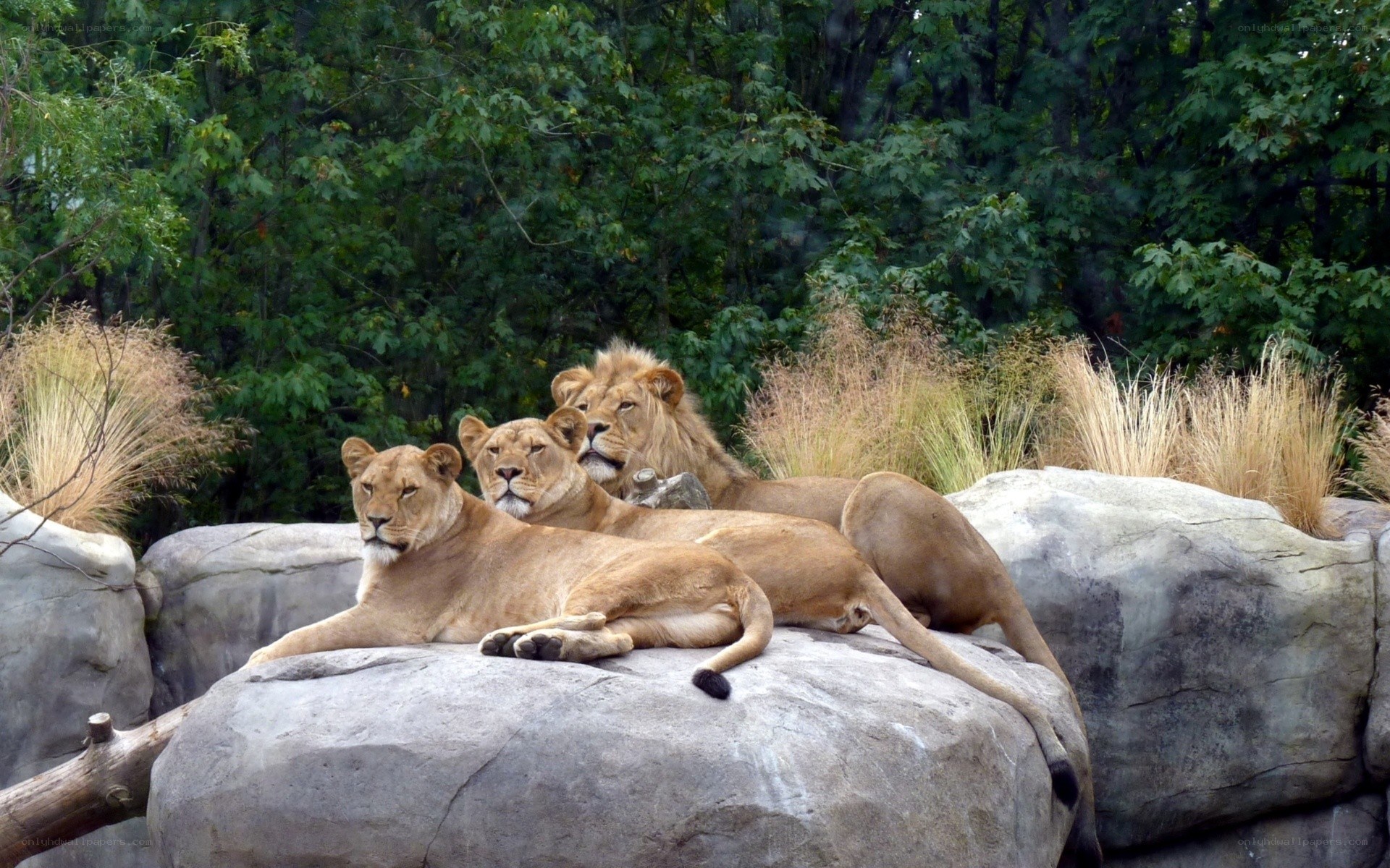 Lions resting on a rock