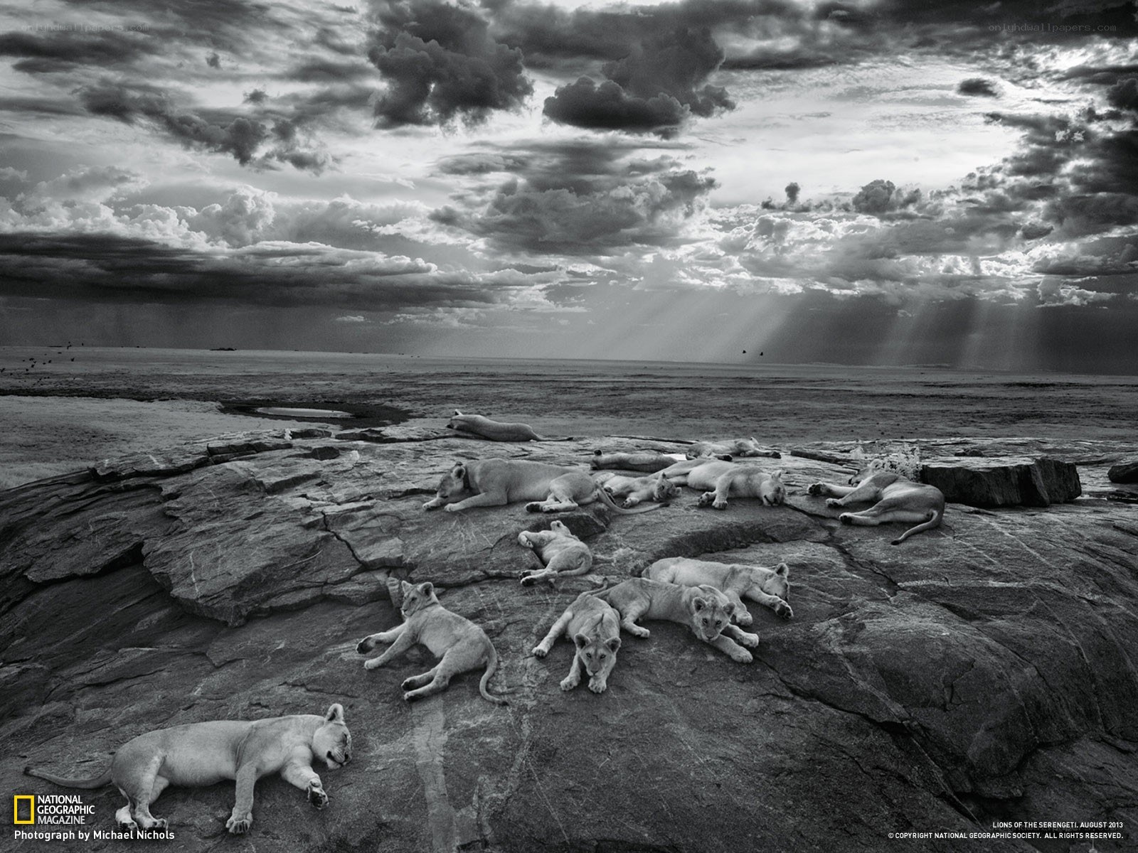 Lions resting on a rock