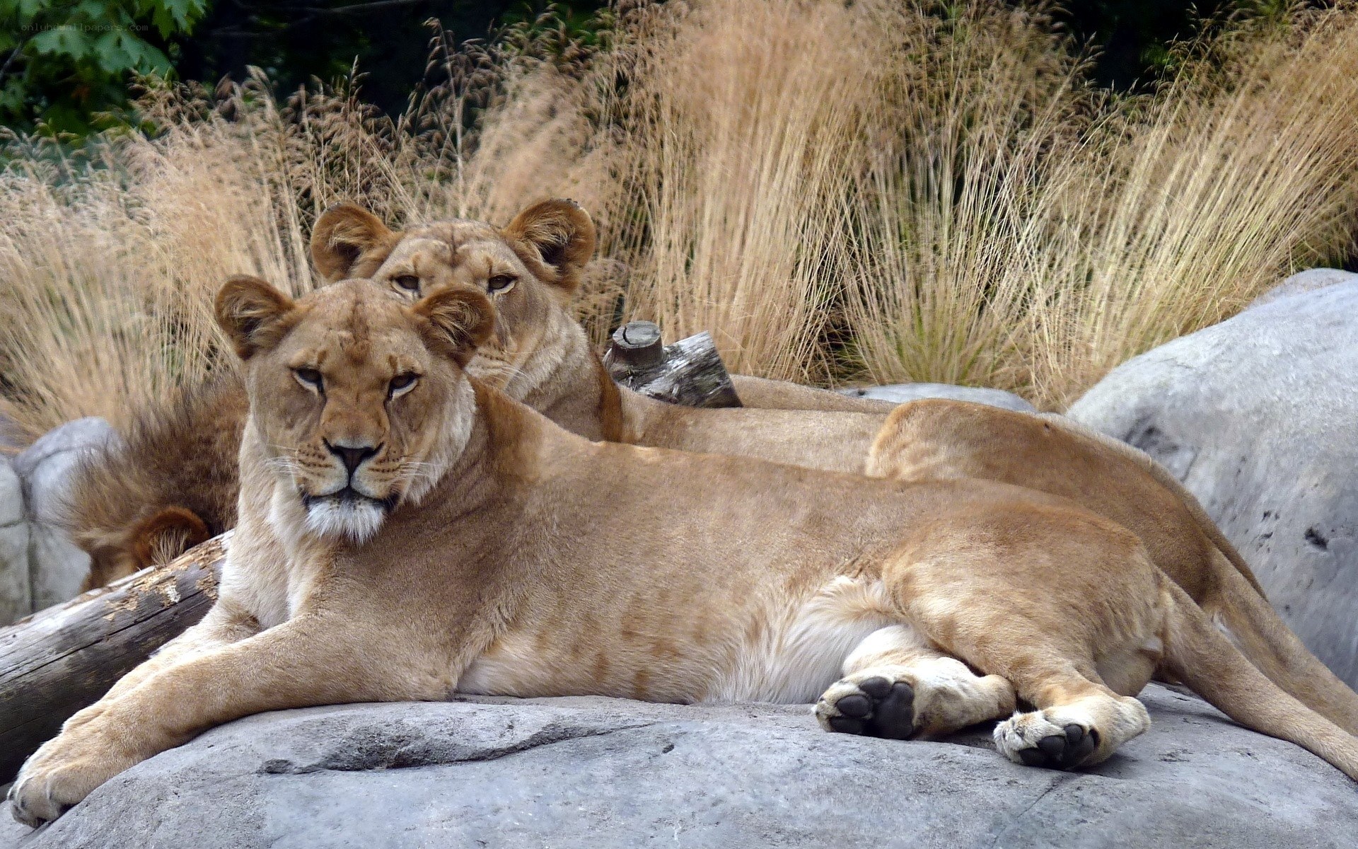 Lions resting on a rock