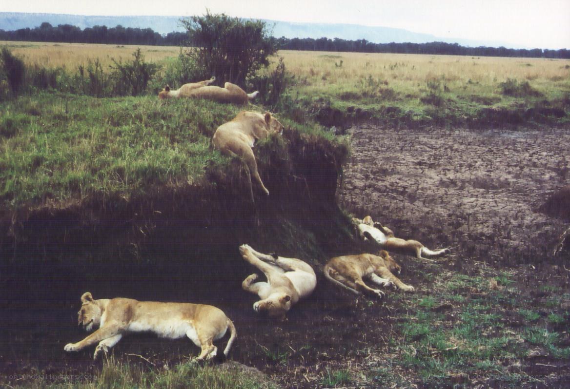 Lions resting on a slope