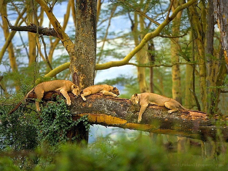 Lions resting on a tree branch