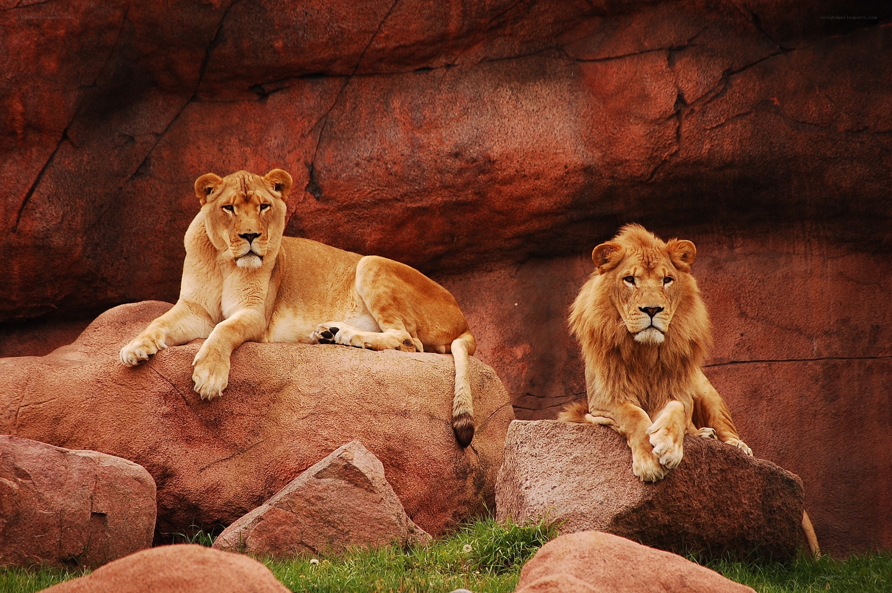 Lions resting on rocks