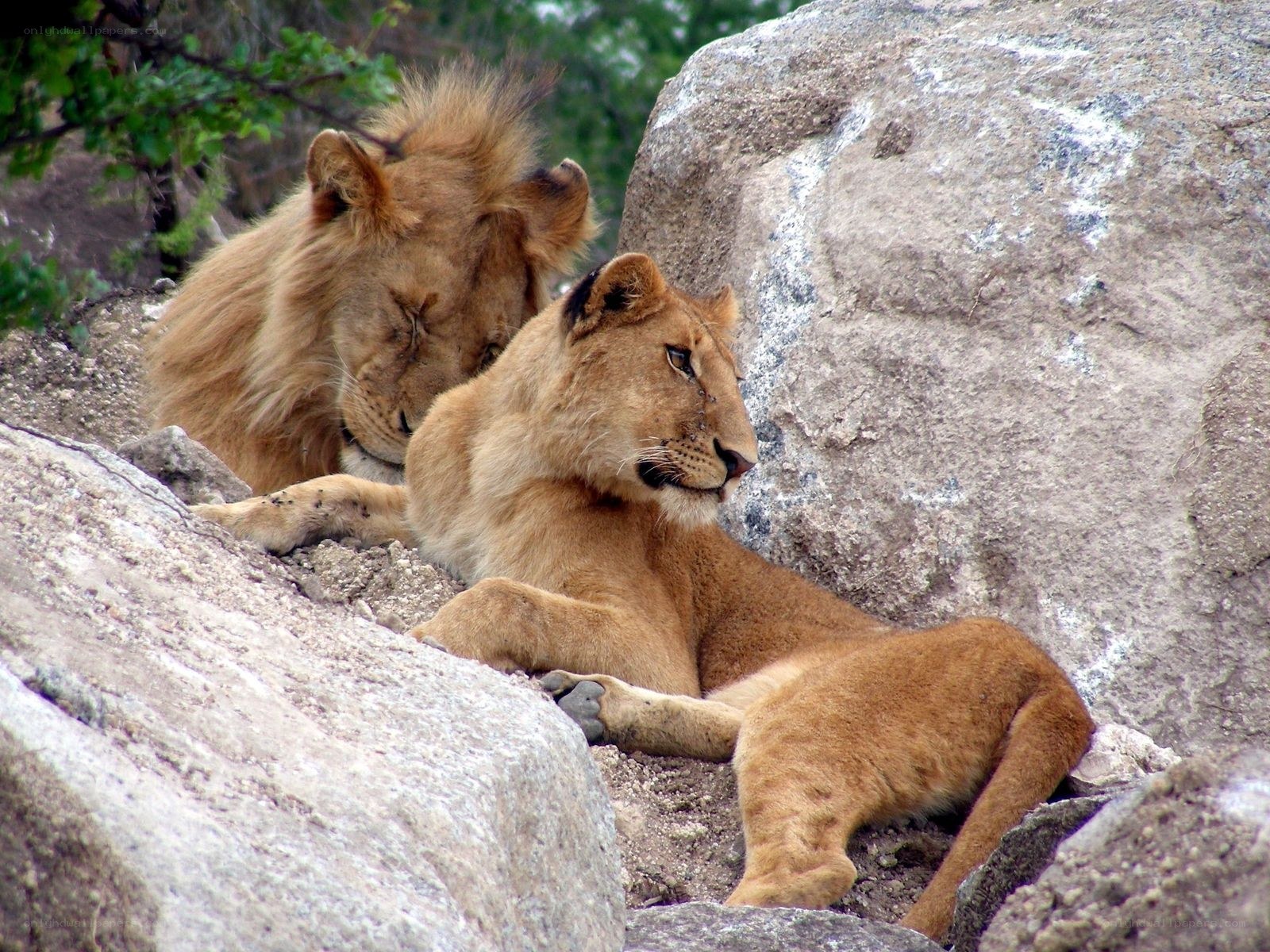 Lions resting on rocks