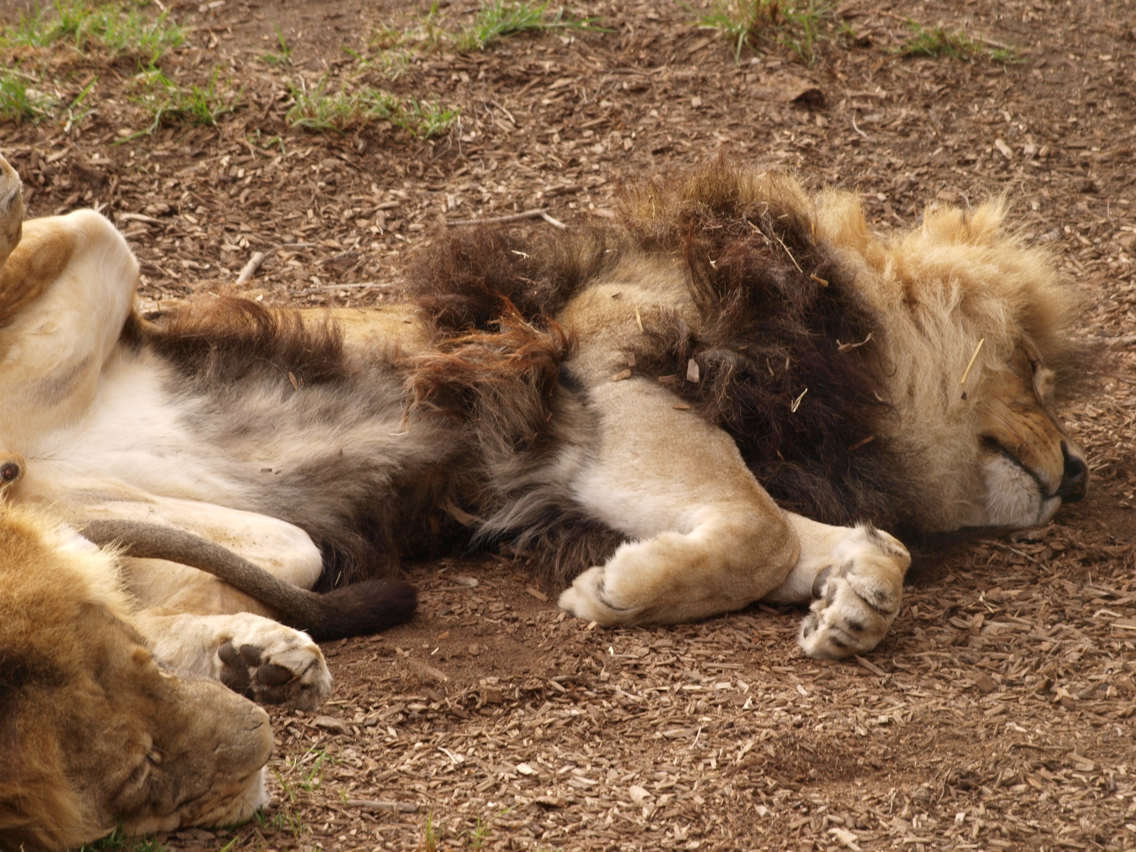 Lions resting on the ground